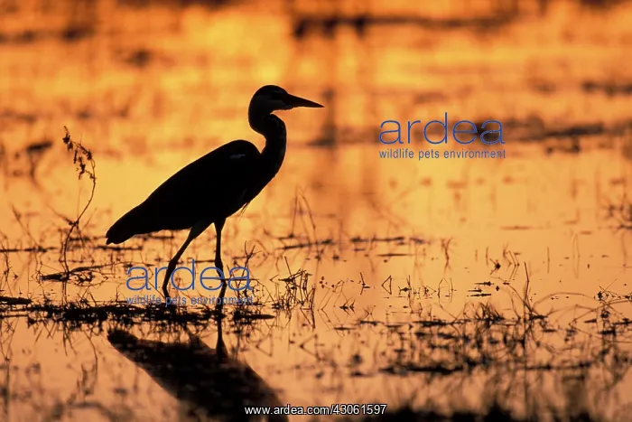 : Africa, Botswana, Moremi Game Reserve, Yellow-bill : Africa, Botswana, Moremi Game Reserve, Yellow-bill