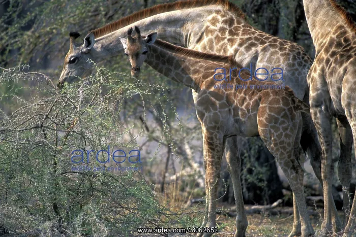 : Africa, Botswana, Moremi Game Reserve, Young : Africa, Botswana, Moremi Game Reserve, Young
