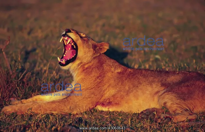 : Africa, Botswana, Moremi Wildlife Reserve : Africa, Botswana, Moremi Wildlife Reserve