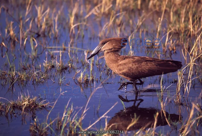 : Africa, Botswana, Okavango Delta. Hamerkop : Africa, Botswana, Okavango Delta. Hamerkop
