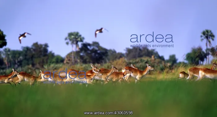 : Africa, Botswana, Okavango Delta. A herd of : Africa, Botswana, Okavango Delta. A herd of