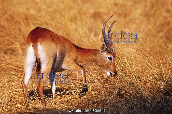 : Africa, Botswana, Okavango Delta. A red lechwe : Africa, Botswana, Okavango Delta. A red lechwe