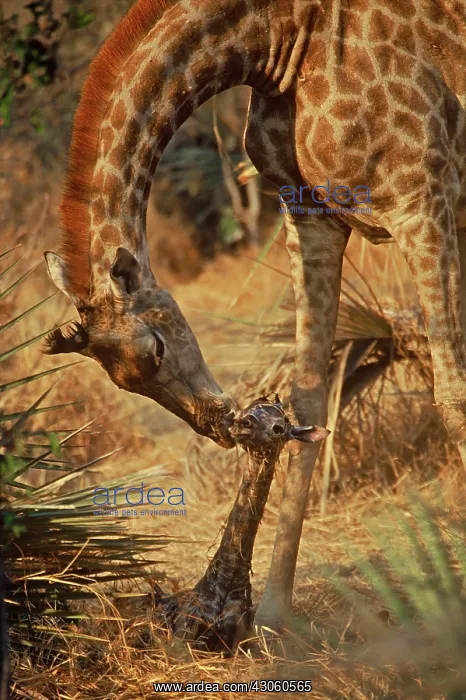 : Africa, Botswana, Okvanga Delta, wildlife : Africa, Botswana, Okvanga Delta, wildlife