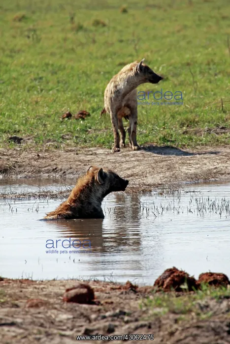 : Africa, Botswana, Savute. Wild Dogs in water : Africa, Botswana, Savute. Wild Dogs in water