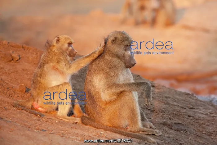 : Africa, Botswana, Senyati Safari Camp. Two : Africa, Botswana, Senyati Safari Camp. Two