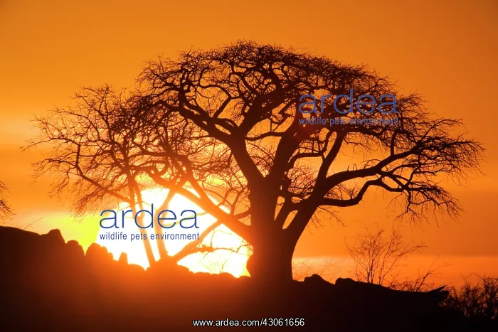 : Africa, Botswana, Setting sun silhouettes : Africa, Botswana, Setting sun silhouettes