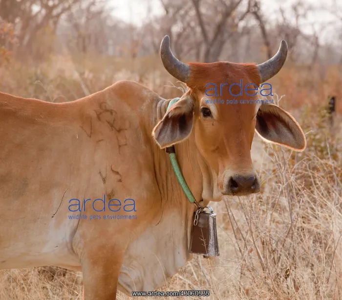: Africa, Botswana, Tsodilo Hills. Cow with : Africa, Botswana, Tsodilo Hills. Cow with