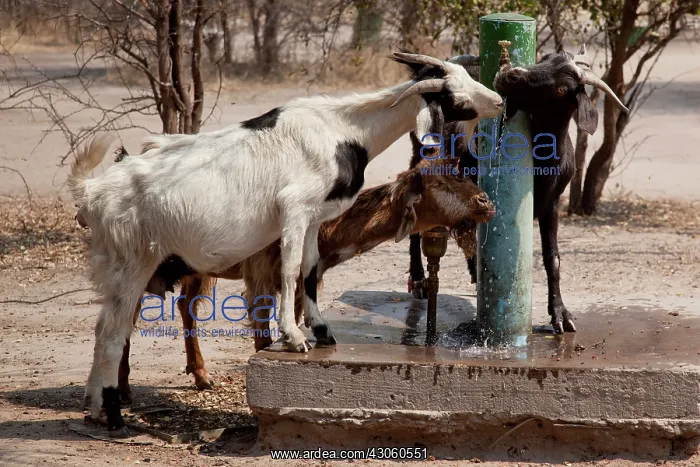 : Africa, Botswana, Western Kalahari Desert : Africa, Botswana, Western Kalahari Desert