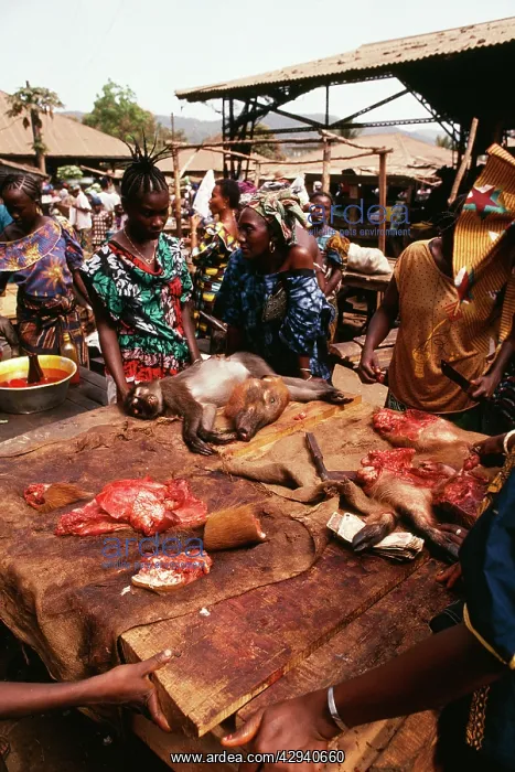 : Africa - Bush meat stall local market, Sooty Mangebey : Africa - Bush meat stall local market, Sooty Mangebey