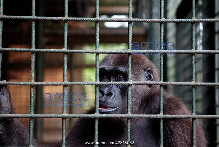 : Africa, Cameroon, Center Province, Mbalmayo area, the Mefou : Africa, Cameroon, Center Province, Mbalmayo area, the Mefou