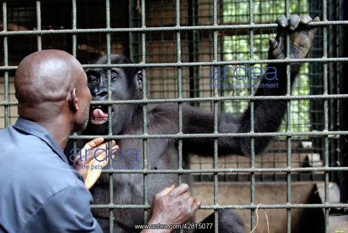 : Africa, Cameroon, Center Province, Mbalmayo area, the Mefou : Africa, Cameroon, Center Province, Mbalmayo area, the Mefou