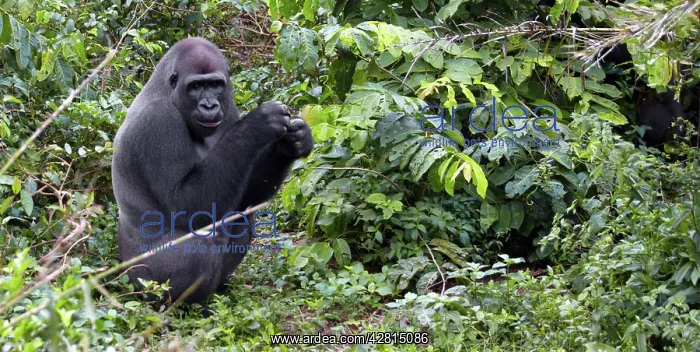 : Africa, Cameroon, Center Province, Mbalmayo area, the Mefou : Africa, Cameroon, Center Province, Mbalmayo area, the Mefou