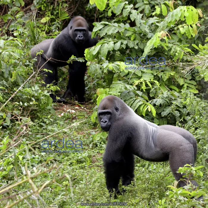 : Africa, Cameroon, Center Province, Mbalmayo area, the Mefou : Africa, Cameroon, Center Province, Mbalmayo area, the Mefou