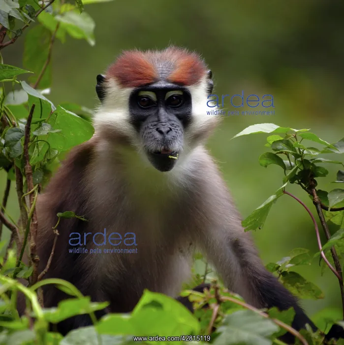 : Africa, Cameroon, Center Province, Mbalmayo area, the Mefou : Africa, Cameroon, Center Province, Mbalmayo area, the Mefou