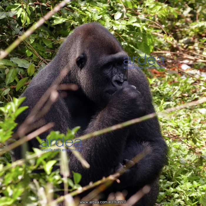 : Africa, Cameroon, Center Province, Mbalmayo area, the Mefou : Africa, Cameroon, Center Province, Mbalmayo area, the Mefou
