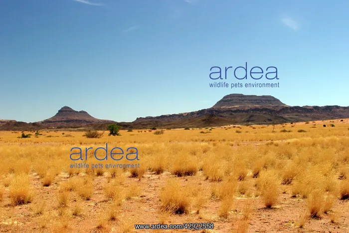 : Africa - Damaraland. Dry grass landscape : Africa - Damaraland. Dry grass landscape