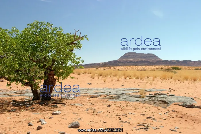 : Africa - Damaraland, tree and dry grasses : Africa - Damaraland, tree and dry grasses