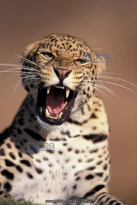 : Africa, East Africa. African Leopard (Panthera : Africa, East Africa. African Leopard (Panthera