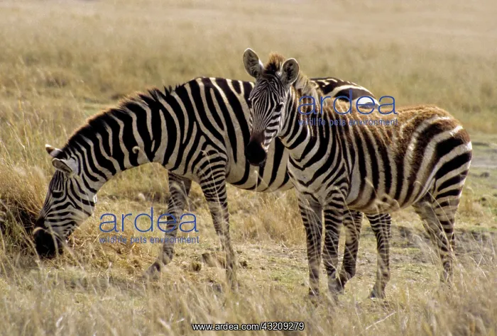 : Africa, East Africa, Tanzania, Ngorongoro : Africa, East Africa, Tanzania, Ngorongoro