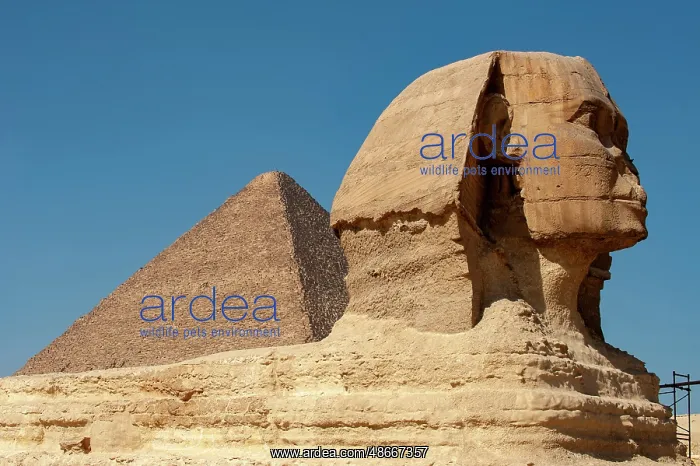  : Africa, Egypt, Giza. Classic view of the Sphinx and one of