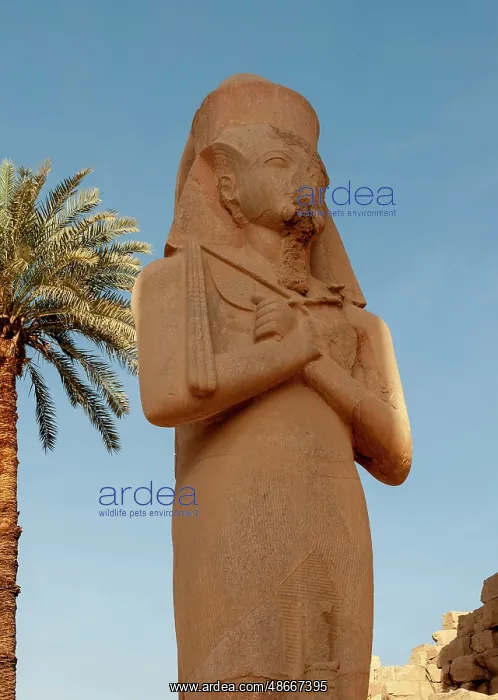  : Africa, Egypt, Luxor. Close view of a statue in the Valley