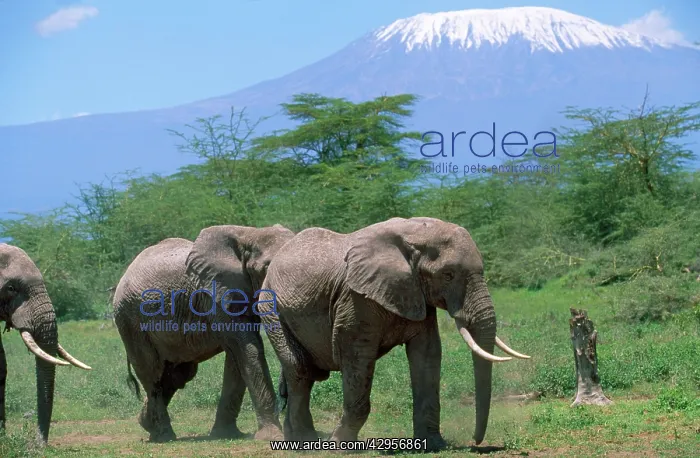 : Africa Elephant - infront of Mt Kilimanjaro : Africa Elephant - infront of Mt Kilimanjaro
