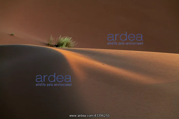 : Africa, Erg Chebbi, Morocco. Bush growing on desert : Africa, Erg Chebbi, Morocco. Bush growing on desert