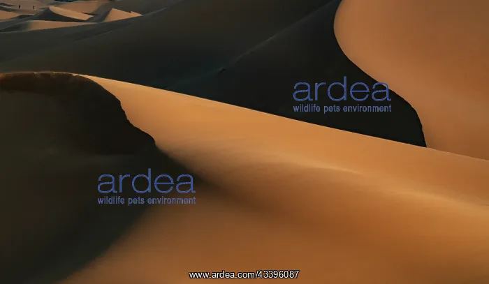  : Africa, Erg Chebbi, Morocco. Desert dune contrast