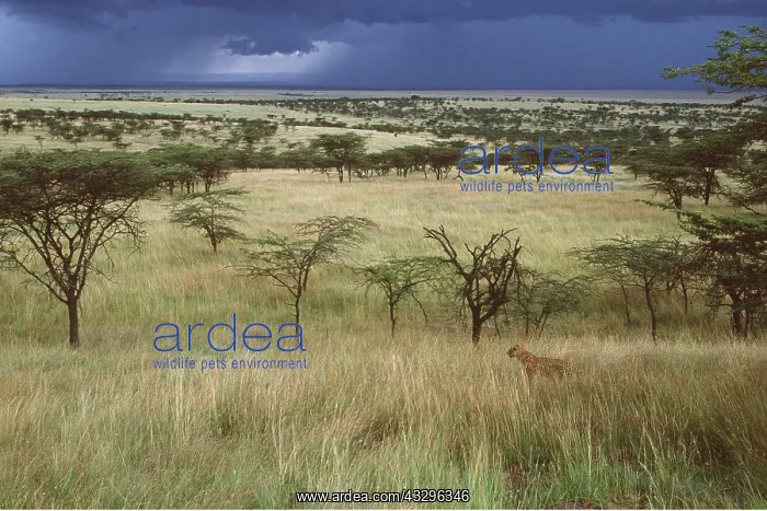  : Africa - female Leopard in Savannah and Acacia Trees