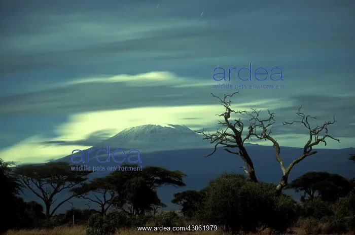 : Africa, Kenya, Amboseli National Park, Full : Africa, Kenya, Amboseli National Park, Full