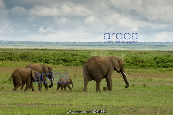: Africa, Kenya, Amboseli National Park : Africa, Kenya, Amboseli National Park