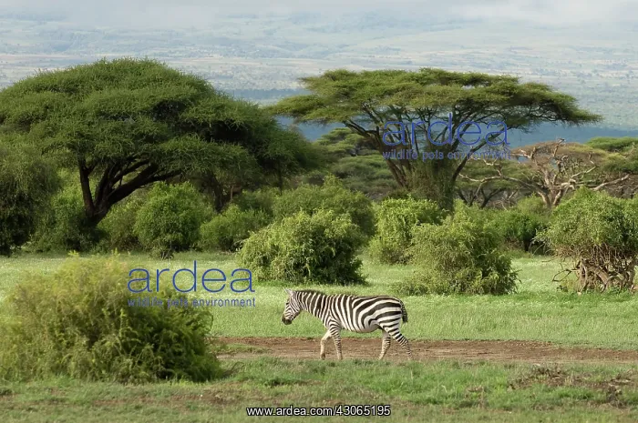 : Africa, Kenya, Amboseli National Park, a : Africa, Kenya, Amboseli National Park, a