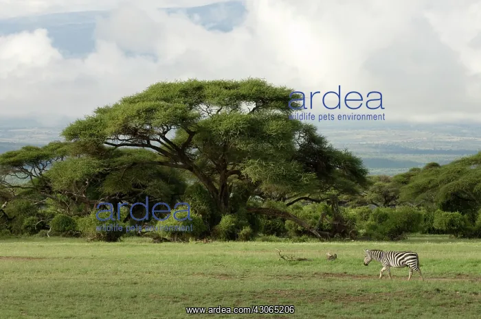 : Africa, Kenya, Amboseli National Park, a : Africa, Kenya, Amboseli National Park, a