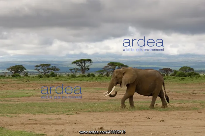 : Africa, Kenya, Amboseli National Park, an : Africa, Kenya, Amboseli National Park, an