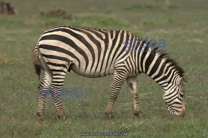 : Africa, Kenya, Amboseli National Park, a : Africa, Kenya, Amboseli National Park, a