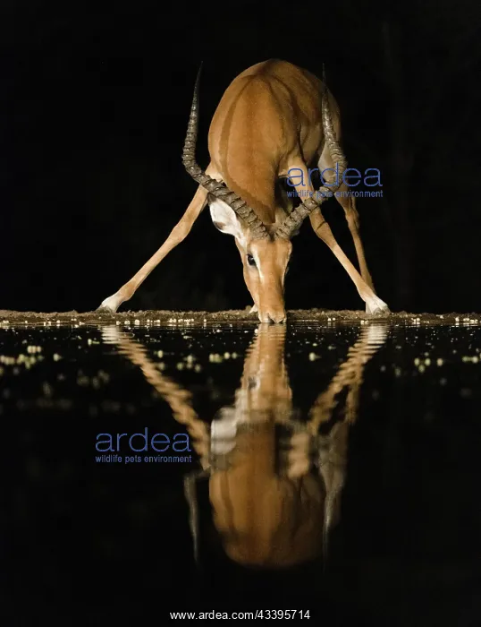: Africa, Kenya, Amboseli National Park. Impala drinking : Africa, Kenya, Amboseli National Park. Impala drinking
