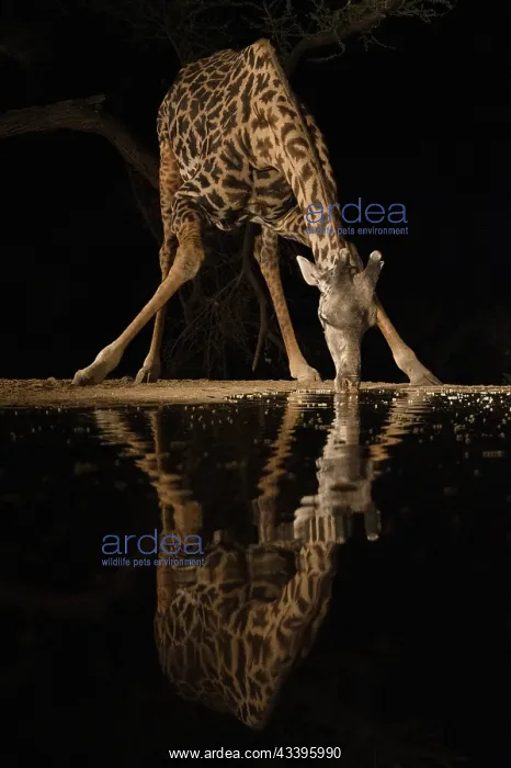 : Africa, Kenya, Amboseli National Park. Giraffe drinking : Africa, Kenya, Amboseli National Park. Giraffe drinking