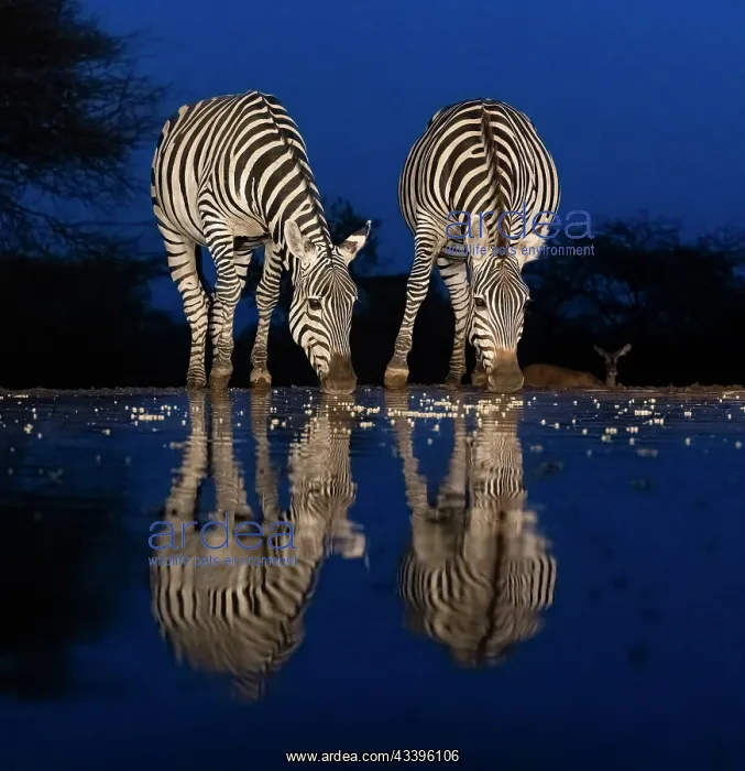 : Africa, Kenya, Amboseli National Park. Zebras drinking : Africa, Kenya, Amboseli National Park. Zebras drinking
