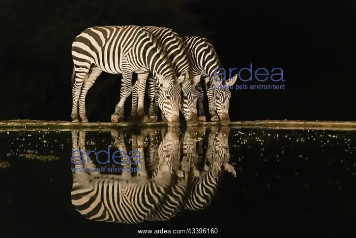 : Africa, Kenya, Amboseli National Park. Zebras drinking : Africa, Kenya, Amboseli National Park. Zebras drinking