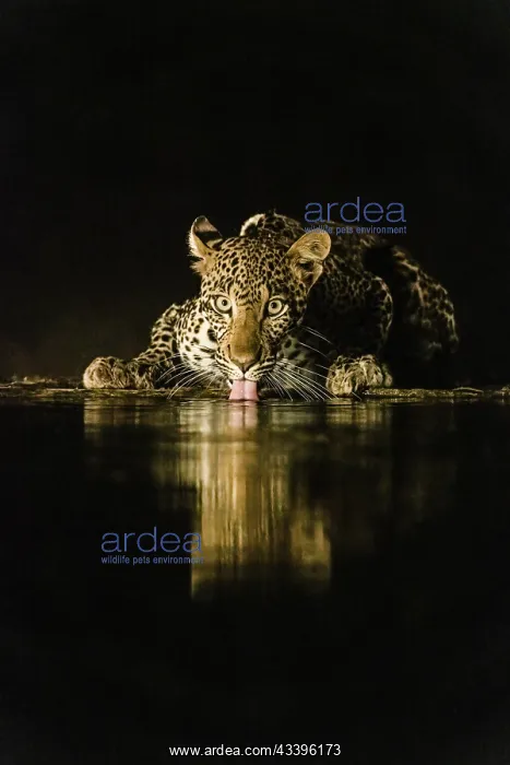 : Africa, Kenya, Amboseli National Park. Leopard drinking : Africa, Kenya, Amboseli National Park. Leopard drinking
