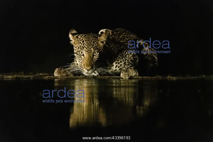 : Africa, Kenya, Amboseli National Park. Leopard drinking : Africa, Kenya, Amboseli National Park. Leopard drinking