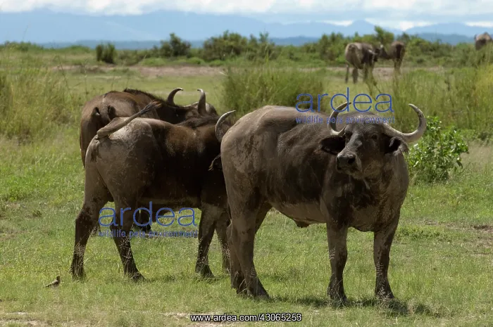 : Africa, Kenya, Amboseli National Park, Cape : Africa, Kenya, Amboseli National Park, Cape