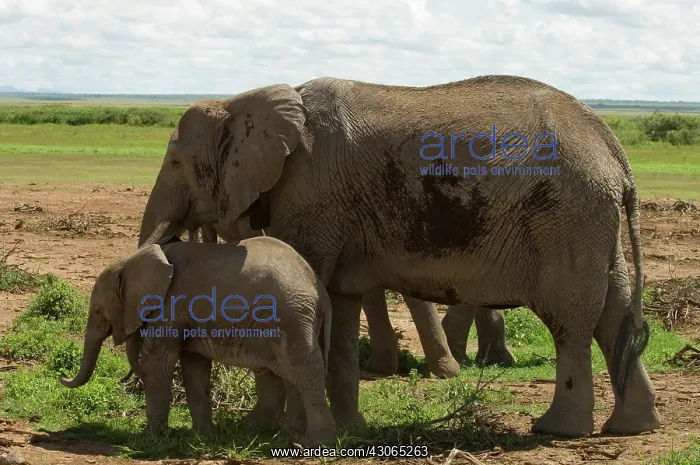 : Africa, Kenya, Amboseli National Park, elephant : Africa, Kenya, Amboseli National Park, elephant