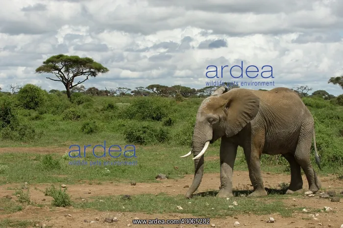 : Africa, Kenya, Amboseli National Park, elephant : Africa, Kenya, Amboseli National Park, elephant