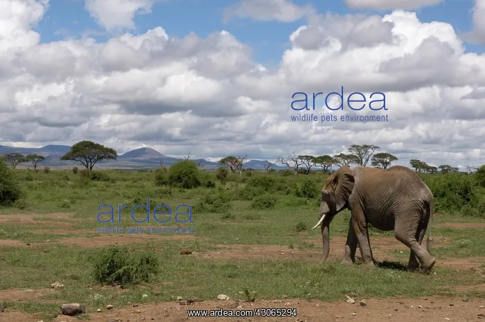 : Africa, Kenya, Amboseli National Park, elephant : Africa, Kenya, Amboseli National Park, elephant