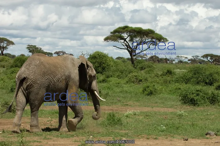 : Africa, Kenya, Amboseli National Park, elephant : Africa, Kenya, Amboseli National Park, elephant