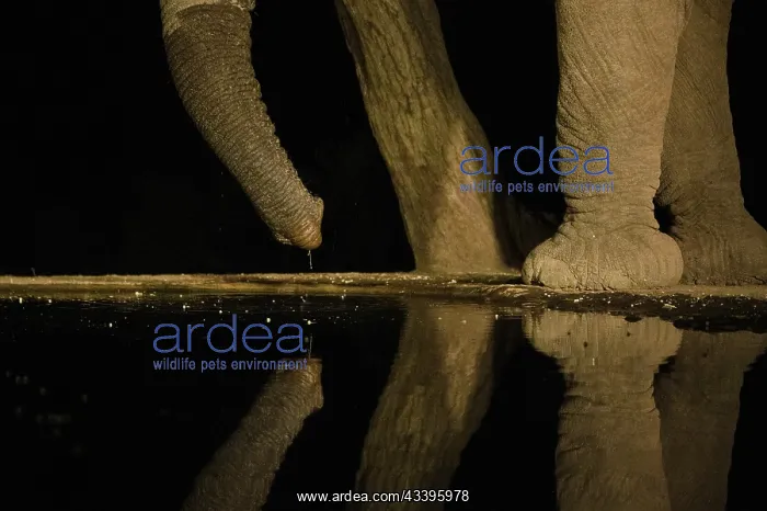 : Africa, Kenya, Amboseli National Park. Elephant : Africa, Kenya, Amboseli National Park. Elephant