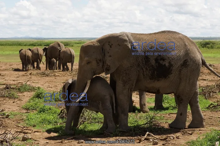 : Africa, Kenya, Amboseli National Park, elephants : Africa, Kenya, Amboseli National Park, elephants