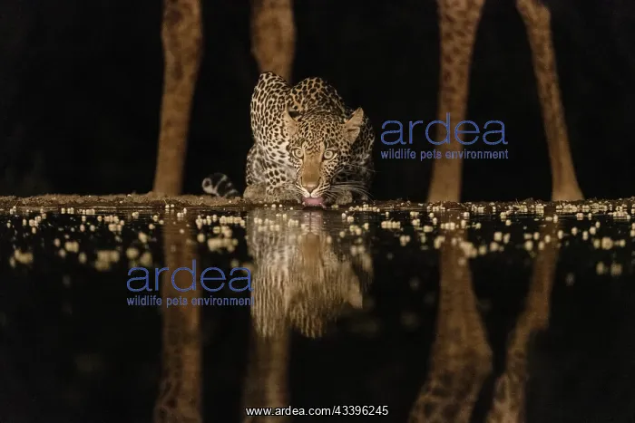 : Africa, Kenya, Amboseli National Park. Giraffe and : Africa, Kenya, Amboseli National Park. Giraffe and
