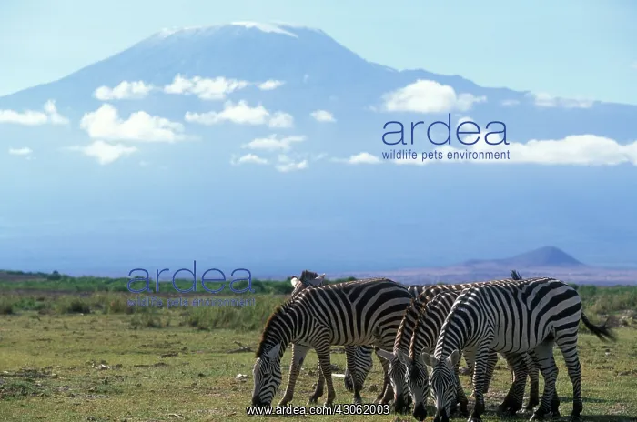 : Africa, Kenya, Amboseli National Park, Herd : Africa, Kenya, Amboseli National Park, Herd
